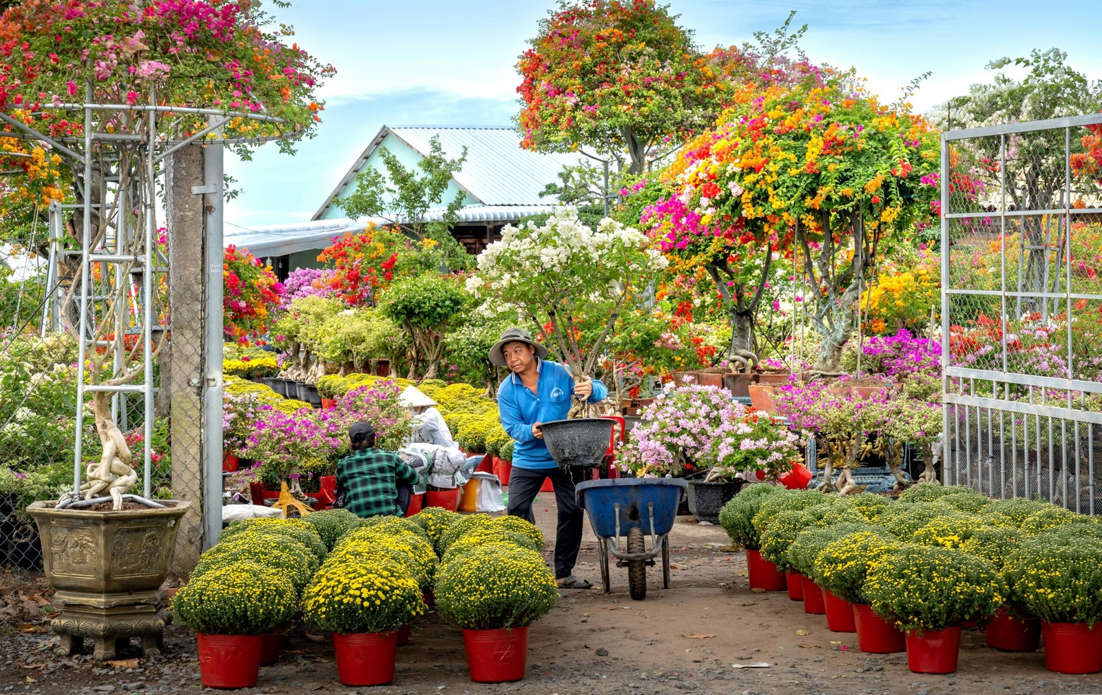 Vibrant garden with gardeners tending to colorful flowers in pots outdoors.